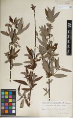 Foto von Salix laevigata Bebb